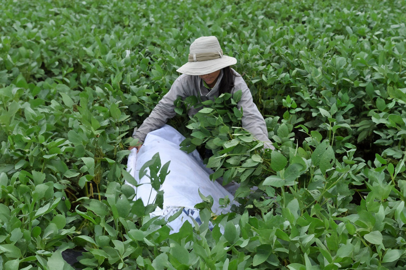 woman in soybean field with net
